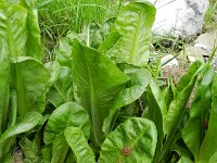 Cichorium endivia 3, Andijvie, Saxifraga-Rutger Barendse