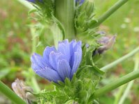 Cichorium endivia 5, Andijvie, Saxifraga-Rutger Barendse