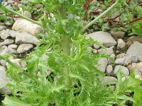 Cichorium endivia 6, Andijvie, Saxifraga-Rutger Barendse