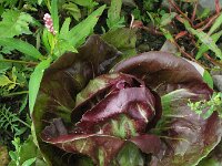 Cichorium endivia 7, Andijvie, Saxifraga-Rutger Barendse