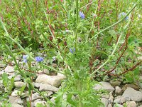 Cichorium endivia 8, Andijvie, Saxifraga-Rutger Barendse