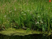 Cicuta virosa 16, Waterscheerling, Saxifraga-Ed Stikvoort