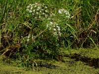 Cicuta virosa 17, Waterscheerling, Saxifraga-Ed Stikvoort