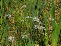 Cicuta virosa 18, Waterscheerling, Saxifraga-Ed Stikvoort