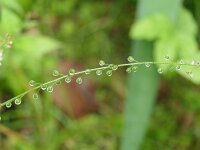 Circaea lutetiana 7, Groot heksenkruid, Saxifraga-Michiel Drok