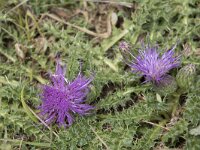 Cirsium acaule 23, Aarddistel, Saxifraga-Willem van Kruijsbergen