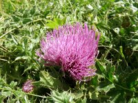 Cirsium acaulis 29, Aarddistel, Saxifraga-Hans Grotenhuis