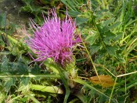 Cirsium acaulis 33, Aarddistel, Saxifraga-Hans Grotenhuis
