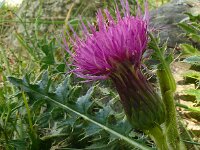 Cirsium acaulis 34, Aarddistel, Saxifraga-Hans Grotenhuis