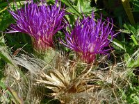 Cirsium acaulis 36, Aarddistel, Saxifraga-Hans Grotenhuis