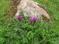 Cirsium acaulis 38, Aarddistel, Saxifraga-Hans Grotenhuis