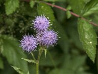 Cirsium arvense 23, Akkerdistel, Saxifraga-Jan van der Straaten