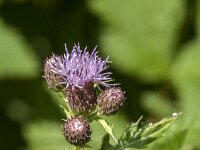 Cirsium arvense 24, Akkerdistel, Saxifraga-Jan van der Straaten