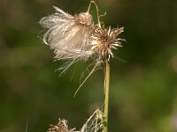 Cirsium arvense 43, Akkerdistel, Saxifraga-Jan van der Straaten