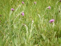 Cirsium dissectum 10, Spaanse ruiter, Saxifraga-Hans Grotenhuis