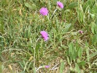 Cirsium dissectum 17, Spaanse ruiter, Saxifraga-Hans Grotenhuis