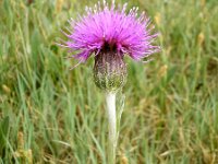 Cirsium dissectum 19, Spaanse ruiter, Saxifraga-Hans Grotenhuis
