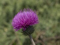 Cirsium dissectum 26, Spaanse ruiter, Saxifraga-Willem van Kruijsbergen
