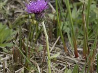 Cirsium dissectum 28, Spaanse ruiter, Saxifraga-Willem van Kruijsbergen