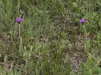Cirsium dissectum 31, Spaanse ruiter, Saxifraga-Willem van Kruijsbergen