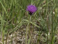 Cirsium dissectum 32, Spaanse ruiter, Saxifraga-Willem van Kruijsbergen