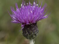 Cirsium dissectum 33, Spaanse ruiter, Saxifraga-Willem van Kruijsbergen