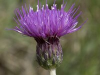 Cirsium dissectum 34, Spaanse ruiter, Saxifraga-Willem van Kruijsbergen