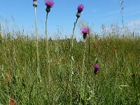 Cirsium dissectum 35, Spaanse ruiter, Saxifraga-Ed Stikvoort
