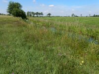 Cirsium dissectum 36, Spaanse ruiter, Saxifraga-Ed Stikvoort