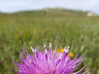 Cirsium dissectum 37, Spaanse ruiter, Saxifraga-Ed Stikvoort