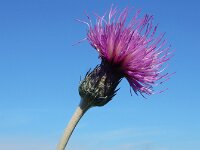 Cirsium dissectum 38, Spaanse ruiter, Saxifraga-Ed Stikvoort