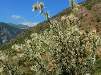 Cirsium echinus 3, Saxifraga-Ed Stikvoort