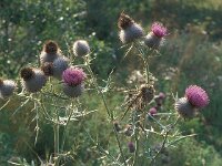 Cirsium eriophorum 44, Wollige distel, Saxifraga-Jan van der Straaten