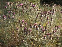 Cirsium eriophorum 45 Wollige distel, Saxifraga-Jan van der Straaten