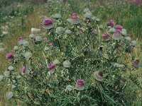 Cirsium eriophorum 46, Wollige distel, Saxifraga-Jan van der Straaten
