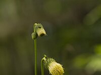 Cirsium erisithalis