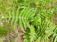 Cirsium erisithales 11, Saxifraga-Rutger Barendse