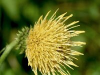 Cirsium erisithales 14, Saxifraga-Sonja Bouwman  Bleekgele vederdisel - Cirsium erisithales - Asteraceae familie