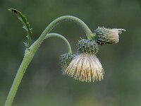 Cirsium erisithales 16, Saxifraga-Luuk Vermeer