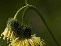 Cirsium erisithales 2, Saxifraga-Jan Nijendijk