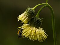 Cirsium erisithales 4, Saxifraga-Jan Nijendijk