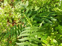 Cirsium erisithales 5, Saxifraga-Rutger Barendse