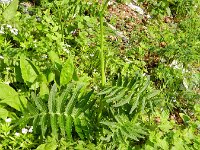 Cirsium erisithales 6, Saxifraga-Rutger Barendse