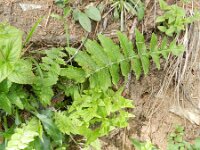 Cirsium erisithales 7, Saxifraga-Rutger Barendse