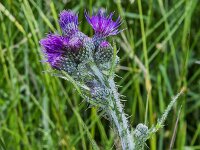 Buds and flowers of Marsh thistle or European swamp thistle (circium palustre)  Buds and flowers of Marsh thistle or European swamp thistle (circium palustre) : flower, flowers, flowering, in flower, petal, petals, bloom, blooming, in bloom, growth, color, beautiful, beauty, beauty in nature, plant, plants, botany, vascular plant, flora, floral, nature, natural, blossom, blossoming, in blossom, wild, wildflower, stamen, stamens, bud, buds, Marsh thistle, European swamp thistle, swamp thistle, thistle, circium palustre, circium, purple, stem, spiny, outside, outdoor, outdoors, no people, nobody, summer, summertime, rural