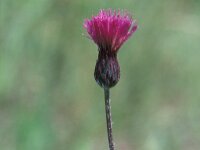 Cirsium pannonicum 2, Saxifraga-Jan van der Straaten