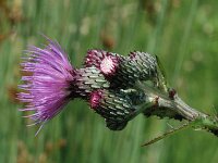 Cirsium rivulare
