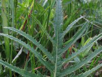 Cirsium rivulare 10, Saxifraga-Rutger Barendse