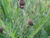 Cirsium rivulare 11, Oeverdistel, Saxifraga-Rutger Barendse