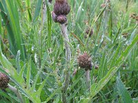 Cirsium rivulare 11, Saxifraga-Rutger Barendse